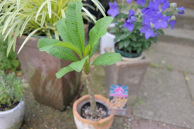 プルメリアの株を買いました Green Life 猫と私の幸せな時間